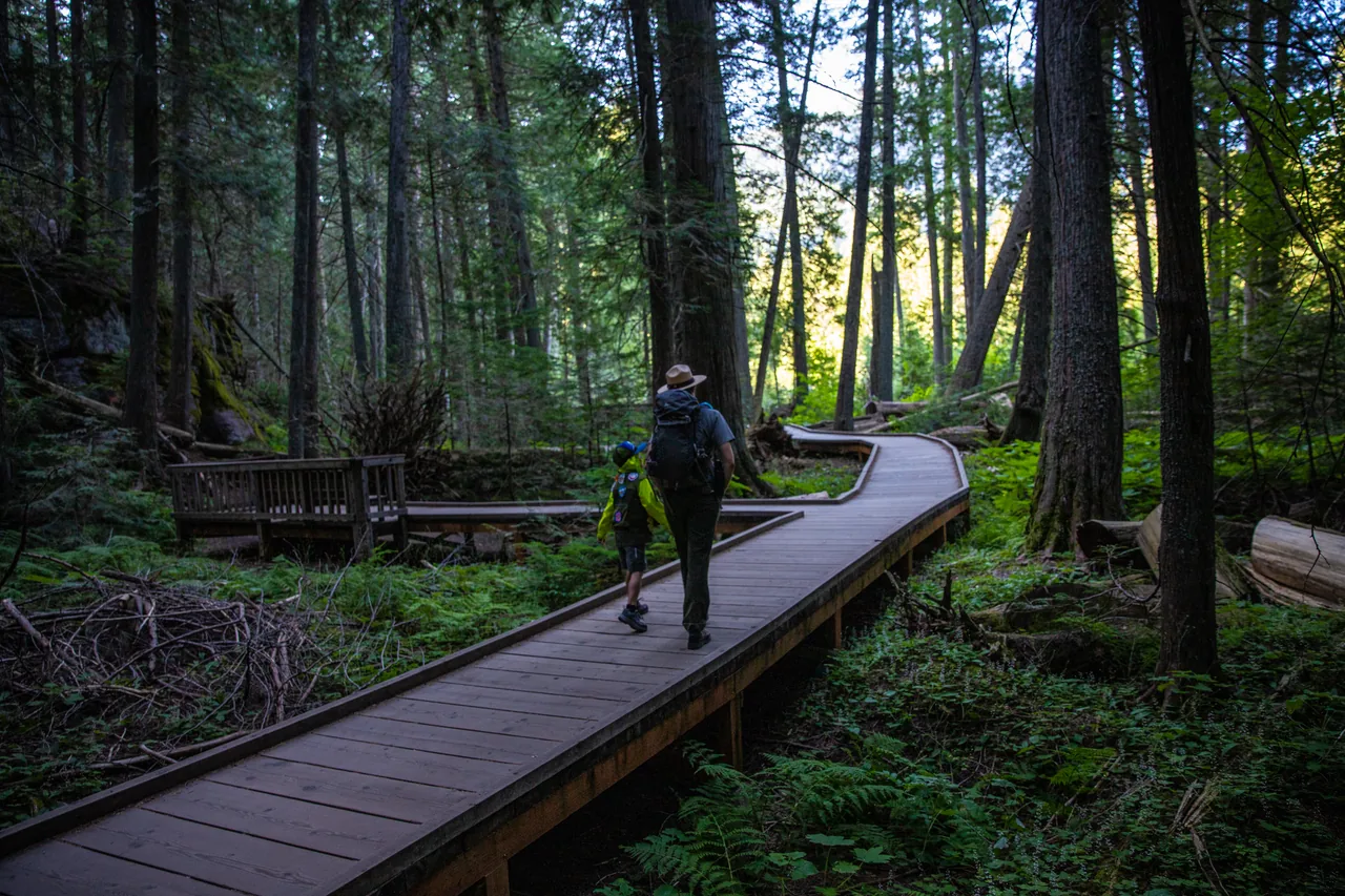 Forest trail through old-growth cedars near Glacier National Park